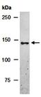 Fanconi anemia group C protein antibody, orb67281, Biorbyt, Western Blot image 