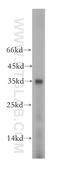 Golgi phosphoprotein 3 antibody, 19112-1-AP, Proteintech Group, Western Blot image 