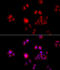 Hsp110 antibody, 22-359, ProSci, Immunohistochemistry frozen image 