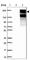 Rho Guanine Nucleotide Exchange Factor 11 antibody, HPA014658, Atlas Antibodies, Western Blot image 