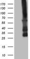 Calcium/Calmodulin Dependent Protein Kinase II Beta antibody, TA808359, Origene, Western Blot image 
