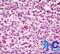 Switch-associated protein 70 antibody, NBP2-24654, Novus Biologicals, Immunohistochemistry paraffin image 