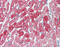 Troponin T2, Cardiac Type antibody, 49-085, ProSci, Immunohistochemistry frozen image 