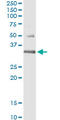 Checkpoint protein HUS1 antibody, LS-C197476, Lifespan Biosciences, Immunoprecipitation image 