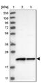 2'-Deoxynucleoside 5'-Phosphate N-Hydrolase 1 antibody, PA5-56228, Invitrogen Antibodies, Western Blot image 