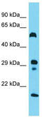 Histamine Receptor H3 antibody, TA343198, Origene, Western Blot image 