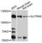SLIT And NTRK Like Family Member 6 antibody, PA5-76569, Invitrogen Antibodies, Western Blot image 