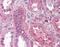 Fibroblast Growth Factor Receptor 1 antibody, orb95141, Biorbyt, Immunohistochemistry paraffin image 