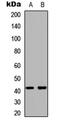MSL-1 antibody, abx121635, Abbexa, Western Blot image 