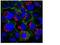 Alkaline Phosphatase, Biomineralization Associated antibody, NB600-540, Novus Biologicals, Immunofluorescence image 