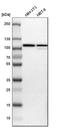 Valosin Containing Protein antibody, HPA012728, Atlas Antibodies, Western Blot image 