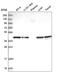 COP9 Signalosome Subunit 4 antibody, HPA042828, Atlas Antibodies, Western Blot image 