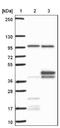 OCIA domain-containing protein 1 antibody, NBP1-92218, Novus Biologicals, Western Blot image 
