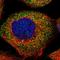 Dolichyldiphosphatase 1 antibody, HPA019179, Atlas Antibodies, Immunofluorescence image 