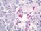 Somatostatin antibody, orb96308, Biorbyt, Immunohistochemistry paraffin image 