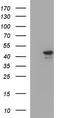 Regulation Of Nuclear Pre-MRNA Domain Containing 1B antibody, TA507369S, Origene, Western Blot image 