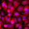GAPDH antibody, NB300-327, Novus Biologicals, Immunofluorescence image 