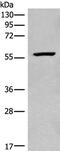 Cytidine And DCMP Deaminase Domain Containing 1 antibody, PA5-68390, Invitrogen Antibodies, Western Blot image 