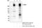 CD45 antibody, 72787S, Cell Signaling Technology, Immunoprecipitation image 