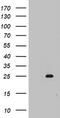 Mitochondrial Ribosomal Protein S11 antibody, M12333, Boster Biological Technology, Western Blot image 