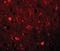 Sushi Repeat Containing Protein X-Linked antibody, orb94338, Biorbyt, Immunofluorescence image 