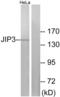 Mitogen-Activated Protein Kinase 8 Interacting Protein 3 antibody, LS-C119328, Lifespan Biosciences, Western Blot image 