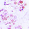 Histone Cluster 4 H4 antibody, LS-C354255, Lifespan Biosciences, Immunohistochemistry paraffin image 