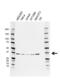 Serine protease HTRA2, mitochondrial antibody, VMA00701, Bio-Rad (formerly AbD Serotec) , Western Blot image 