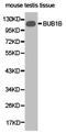 Mitotic checkpoint serine/threonine-protein kinase BUB1 beta antibody, LS-C192709, Lifespan Biosciences, Western Blot image 