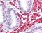 OPA1 Mitochondrial Dynamin Like GTPase antibody, GTX48589, GeneTex, Immunohistochemistry paraffin image 