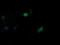 Mitogen-Activated Protein Kinase 9 antibody, LS-C174576, Lifespan Biosciences, Immunofluorescence image 