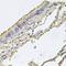 Fatty Acid Binding Protein 12 antibody, orb374293, Biorbyt, Immunohistochemistry paraffin image 