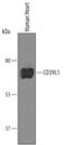 Ectonucleoside Triphosphate Diphosphohydrolase 2 antibody, AF6087, R&D Systems, Western Blot image 