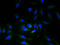 ERGIC And Golgi 3 antibody, A55615-100, Epigentek, Immunofluorescence image 