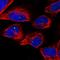 Cone-Rod Homeobox antibody, NBP1-88059, Novus Biologicals, Immunofluorescence image 