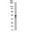 Keratin 19 antibody, orb385727, Biorbyt, Western Blot image 