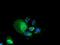 Pyrroline-5-Carboxylate Reductase 2 antibody, GTX83754, GeneTex, Immunofluorescence image 