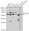 CD82 Molecule antibody, LS-C331684, Lifespan Biosciences, Western Blot image 