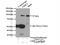 Ubiquitin Interaction Motif Containing 1 antibody, 13642-1-AP, Proteintech Group, Immunoprecipitation image 