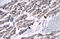 Zinc Finger Protein 391 antibody, 27-464, ProSci, Immunohistochemistry frozen image 