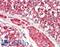 DIA1 antibody, LS-C211541, Lifespan Biosciences, Immunohistochemistry paraffin image 