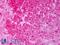 HSP90 antibody, LS-C230447, Lifespan Biosciences, Immunohistochemistry paraffin image 