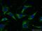 Chaperonin Containing TCP1 Subunit 2 antibody, 24896-1-AP, Proteintech Group, Immunofluorescence image 