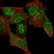 Chromosome 11 Open Reading Frame 96 antibody, HPA038843, Atlas Antibodies, Immunofluorescence image 