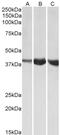Homeobox protein Hox-B6 antibody, 43-495, ProSci, Western Blot image 