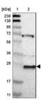 Proline Rich And Gla Domain 4 antibody, NBP1-80673, Novus Biologicals, Western Blot image 