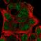 Ephrin B3 antibody, HPA001623, Atlas Antibodies, Immunofluorescence image 