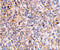 XIAP Associated Factor 1 antibody, 3207, ProSci, Western Blot image 