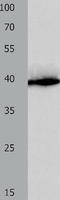 H36 antibody, TA323058, Origene, Western Blot image 
