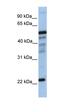 G Protein Subunit Beta 2 antibody, orb325390, Biorbyt, Western Blot image 